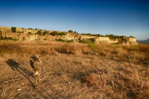 Donkey at Livadakie in Front of Kastro