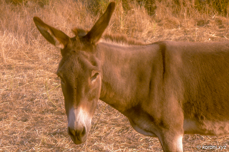Donkey - Greek Spirit