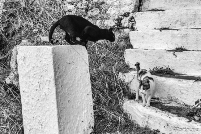 Cats of Koroni