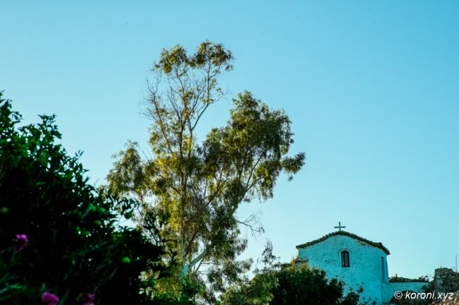 Tree Inside the Monastery